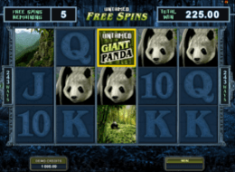 untamed giant panda 4