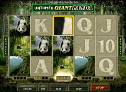 untamed giant panda 5